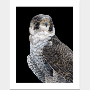 The Guardian - Peregrine Falcon with black background Posters and Art